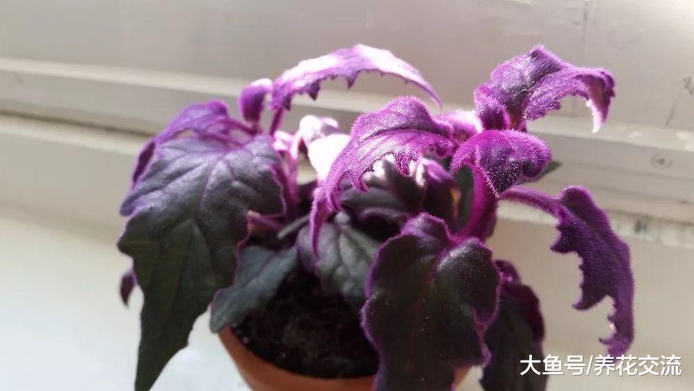 特别浪漫的紫鹅绒盆栽, 剪断枝条插水里或土里两三周就能生根发芽