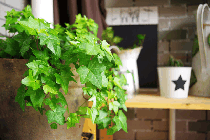 这3种花, 摆在家里吸“甲醛”, 养眼还养人!