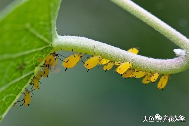给花套上它, 再用水一冲, 虫子全都不见了!