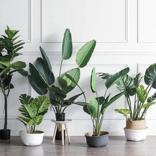 这“3种”花最适合养在客厅, 叶片茂盛, 好运不断!