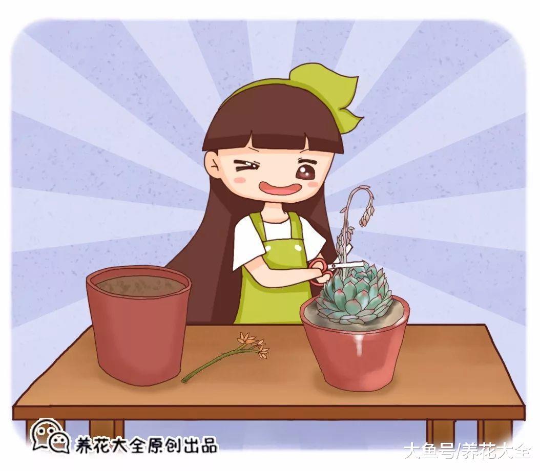 掐掉的多肉花剑, 千万别扔, 插土里成活率贼高!