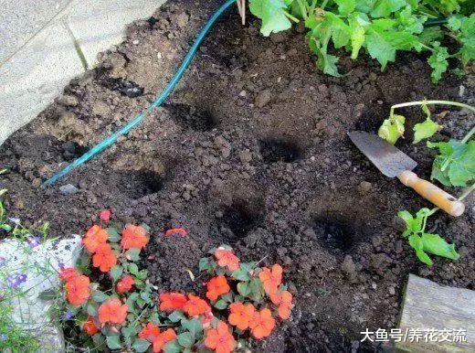 在花盆上种出不断结果的草莓, 需要下面这些养护技巧