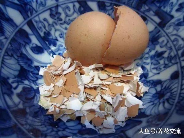 可以给植物补充钙和钾元素的鸡蛋壳, 使用方法特别简单