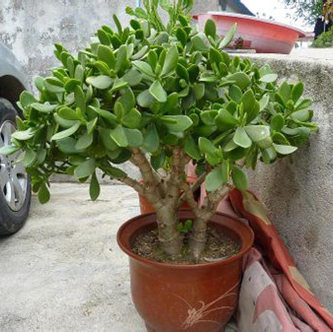 养玉树揪1揪叶片, 再给土里埋10粒它, 枝条快速木质化, 3年成老桩