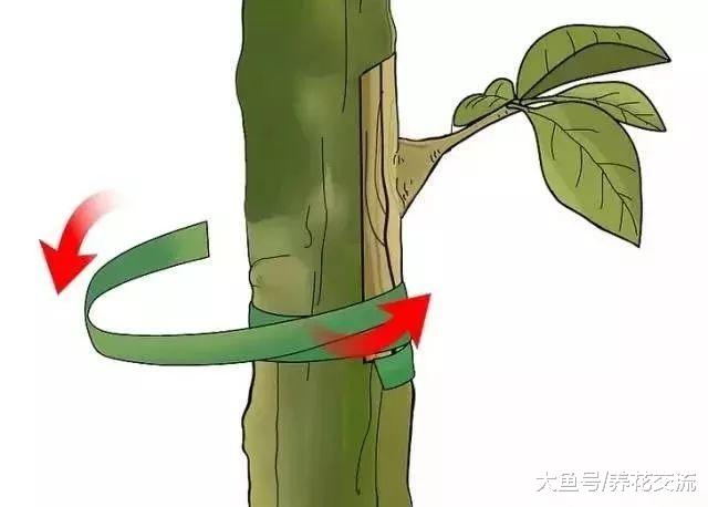 植物花卉嫁接需要用到的几个技巧, 新手也能轻松学会