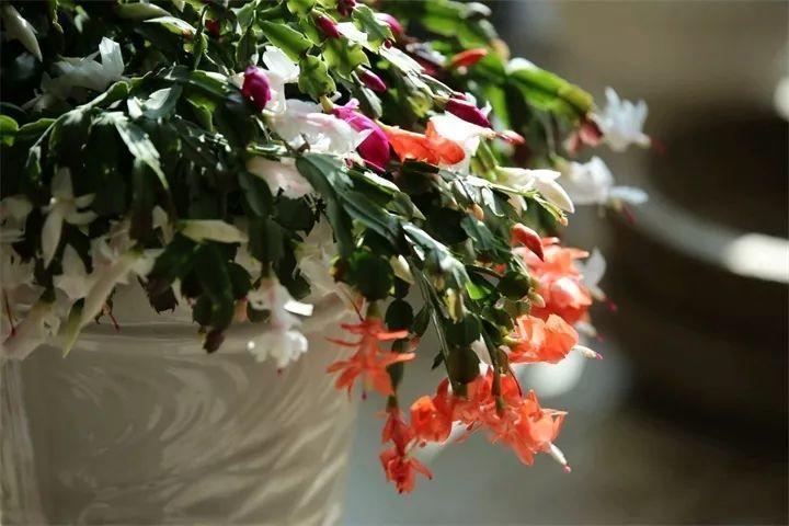 蟹爪兰盆里埋点它, 叶子肥厚油亮, 花苞止不住的冒!