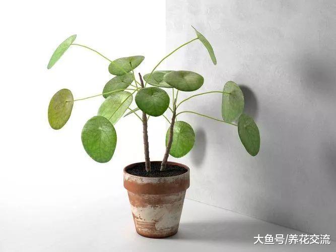 这九种植物养在家里, 打造一片绿色的空间, 养出热带雨林的景象