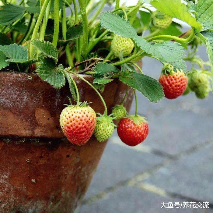 这八种可食用的植物种在院子和阳台, 一年四季吃喝不愁