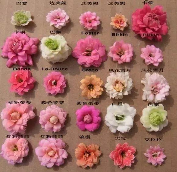 50种长寿花, 个个是极品, 看一眼就“入坑”!