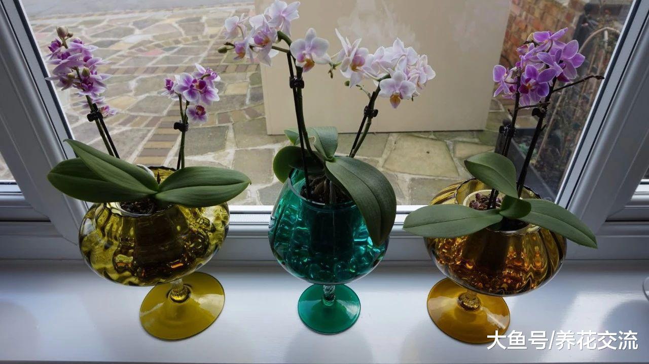 在家里养蝴蝶兰盆栽注意这几点, 花期开完还能开, 不用怕烂根黄叶