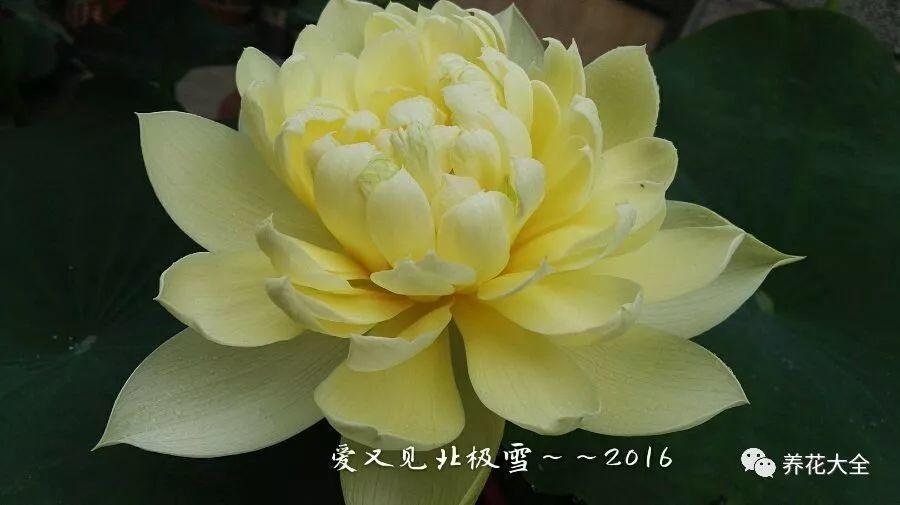 夏天就养它, 花开一朵比拳头还大, 越热越爆盆!