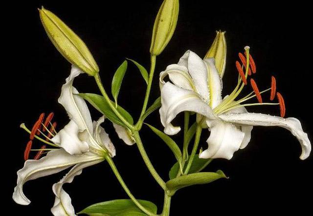 经常失眠, 身体吃不消! 天然的“安眠药”, 常吃调理身体睡得好