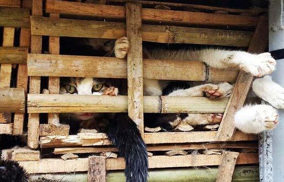 女子走在路边听到车中传来”呻吟声“报警后打开车门女子尖叫出声