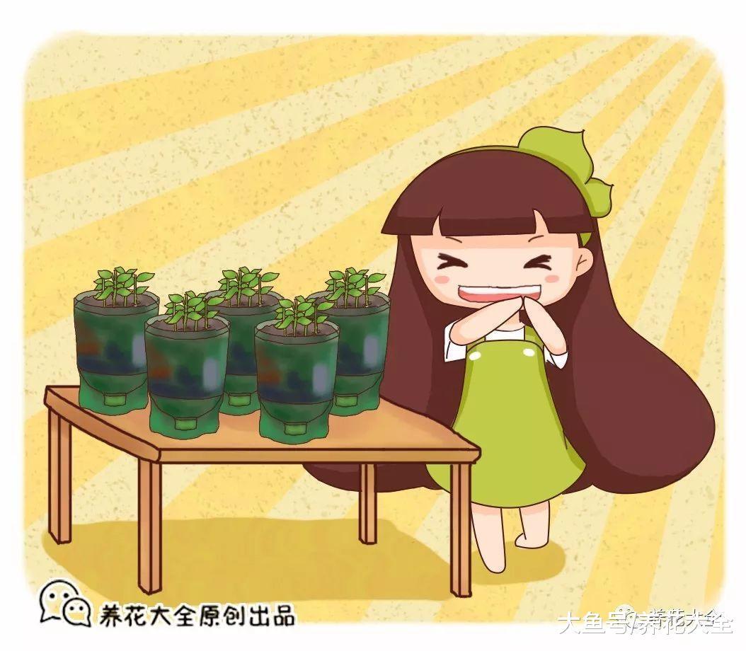 用完的瓶子千万别扔, 简单一加工, 就是养花的宝贝!