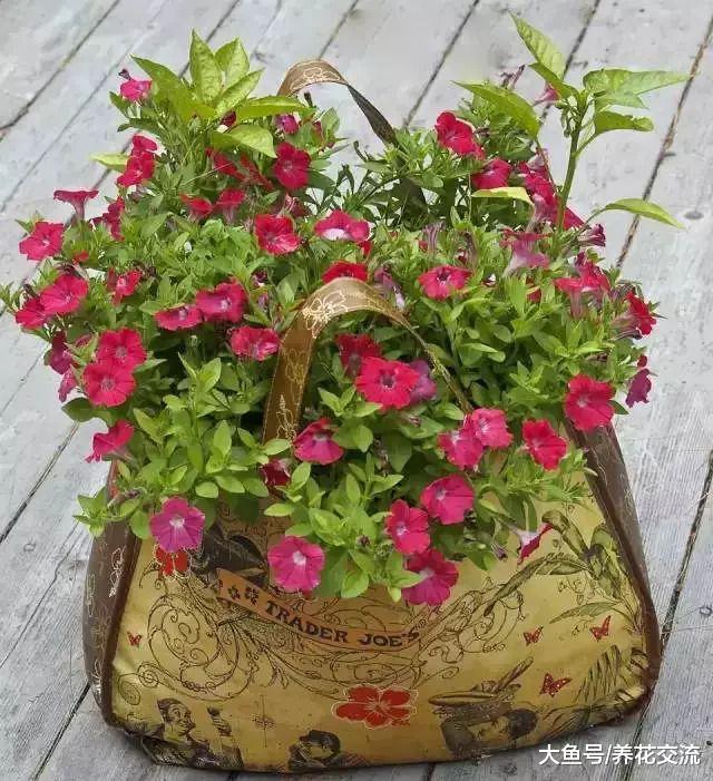 养花新手应该掌握的9个盆栽园艺小贴士, 轻松把花卉养好