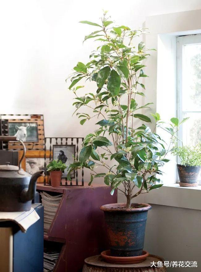 桂花买回来的时候开花了, 为什么之后4、5年都开不了花朵