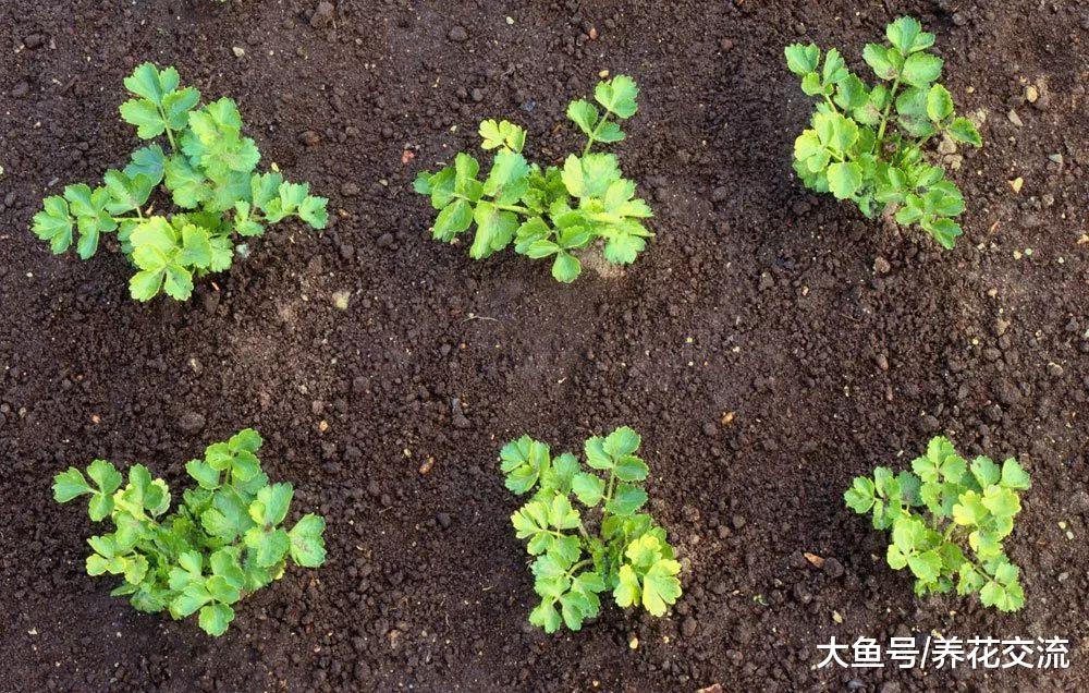 5种特别容易盆栽养护的蔬果, 四季都有一种可以收获