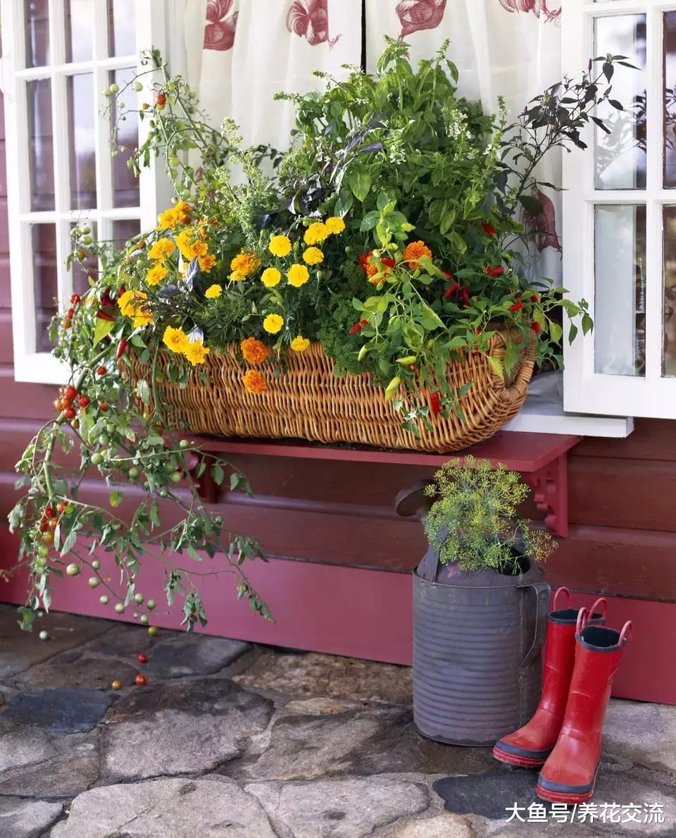 窗台上种上这几种盆栽花卉, 四季都灿烂多彩