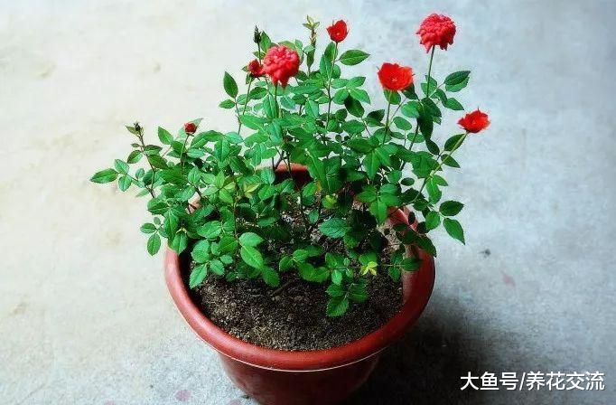 在阳台上养微型月季的小技巧, 为啥有人养的小玫瑰经常黄叶