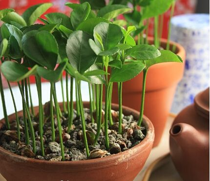 这“2样”水果核种盆里, 15天发嫩芽, 一个月就长成绿盆栽!