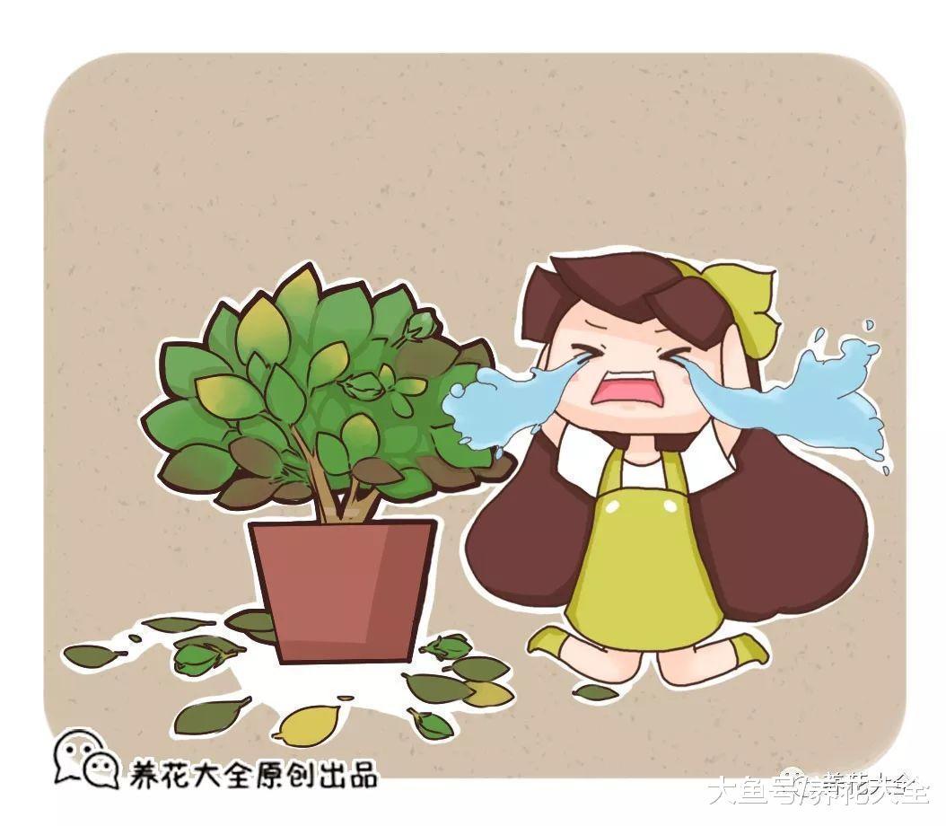 栀子花只长叶不开花? 那就学着这么养, 开花开到停不下来!