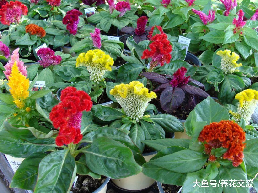 在花盆里养出不断开花的鸡冠花, 花朵长得像五颜六色的鸡冠一般