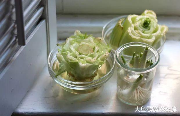 厨房用剩的大葱、生菜和芹菜头不要扔了, 它们还能养成窗台盆栽