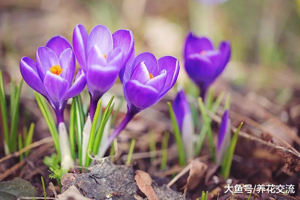 春天开出五彩灯笼一般的球茎小花, 没想到在花盆里长得这么好