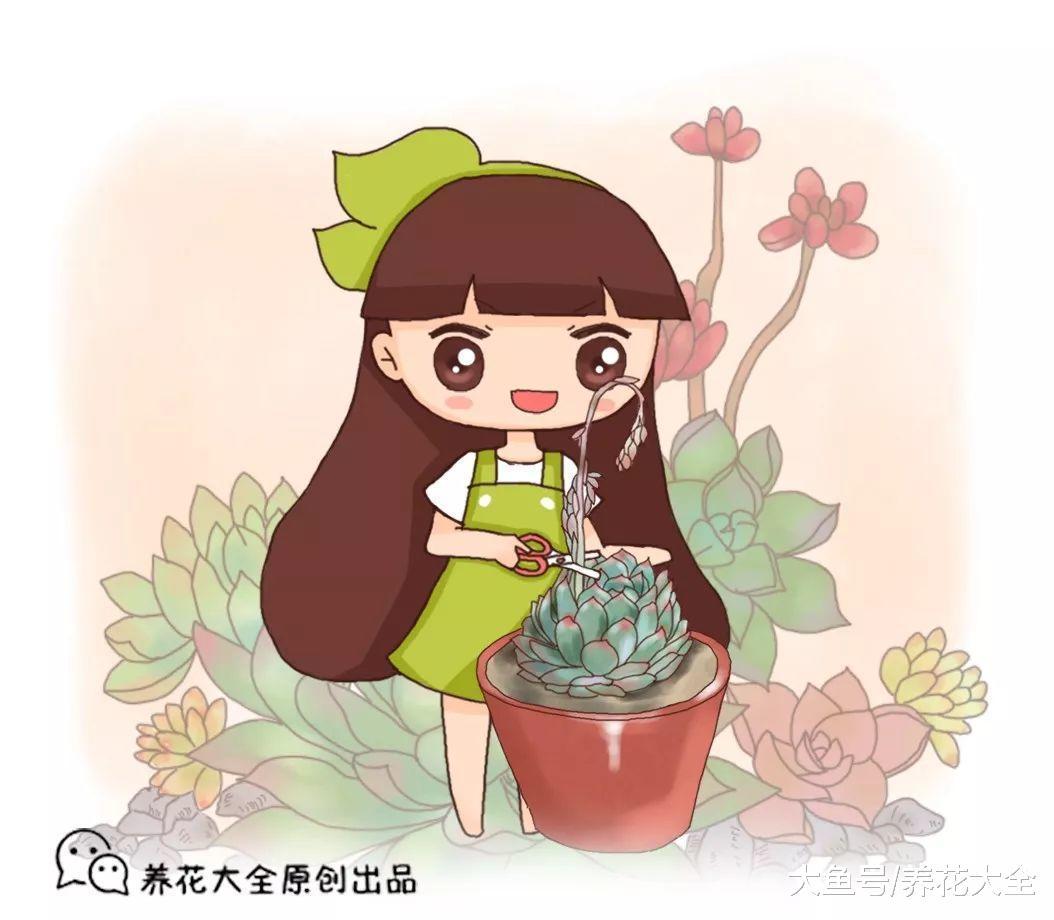 多肉铜钱草开花后赶紧剪, 否则立马死翘翘了!