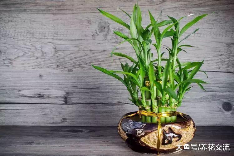 在家里很适合栽种这6种懒人植物, 都不用过多的打理