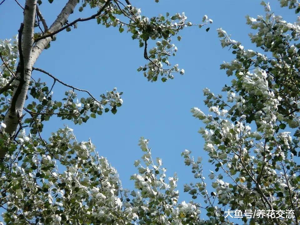这些银色的植物很适合养院子或阳台上, 变成高档的景观植物