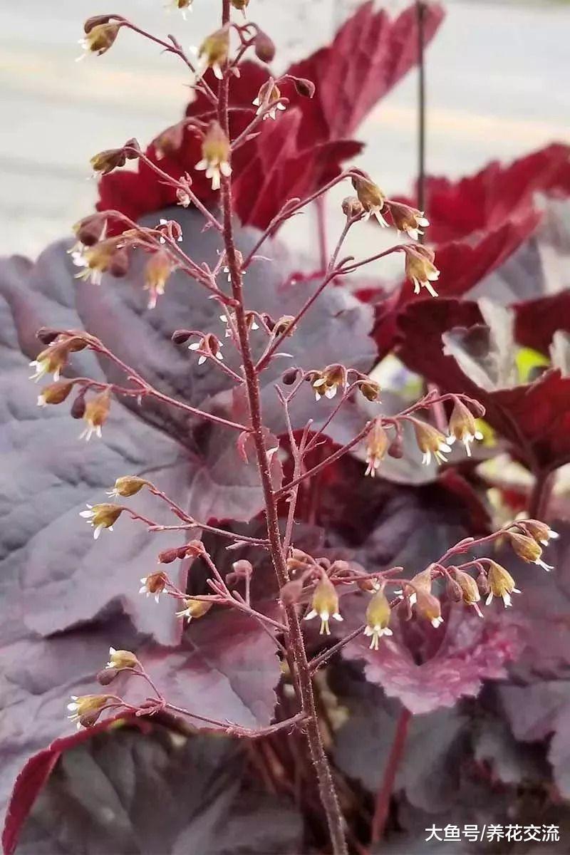 在零下15度都能生存的矾根, 特别耐阴、耐养的观赏植物