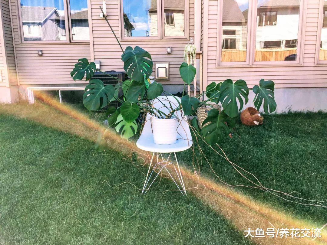 龟背竹的气生根都长到一米多长, 给它做这个东西后就得特好看