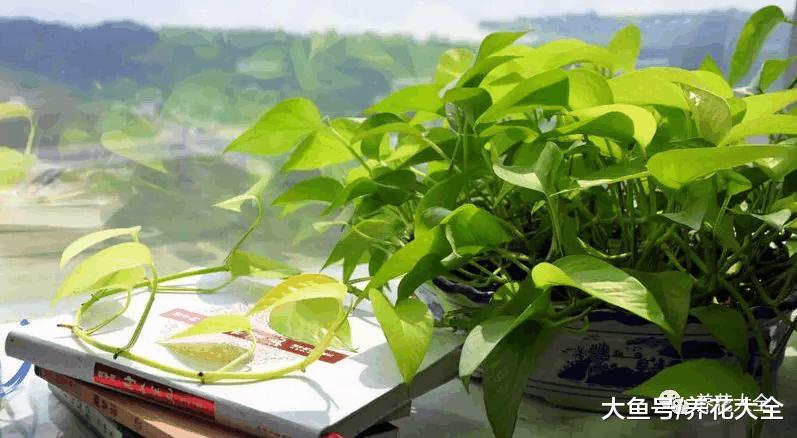 绿萝秃的只剩梗? 学会这一招, 起死回生再爆10盆!