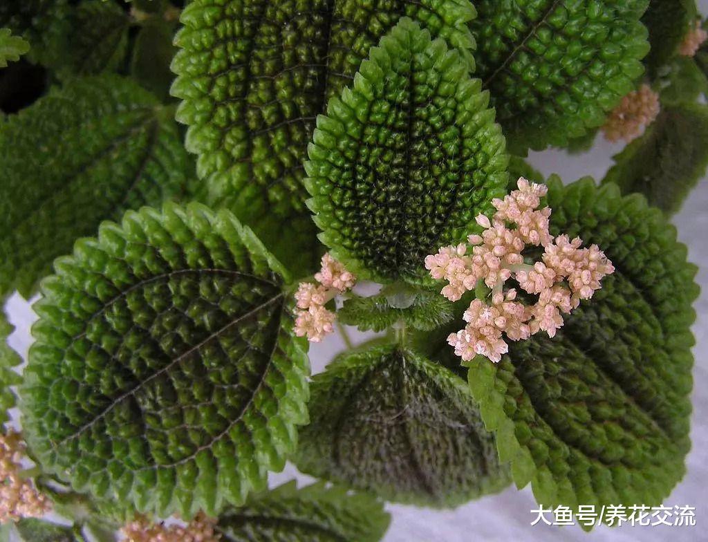 在低光照的桌面上也能开花的盆栽植物, 这两种植物都适合办公室养