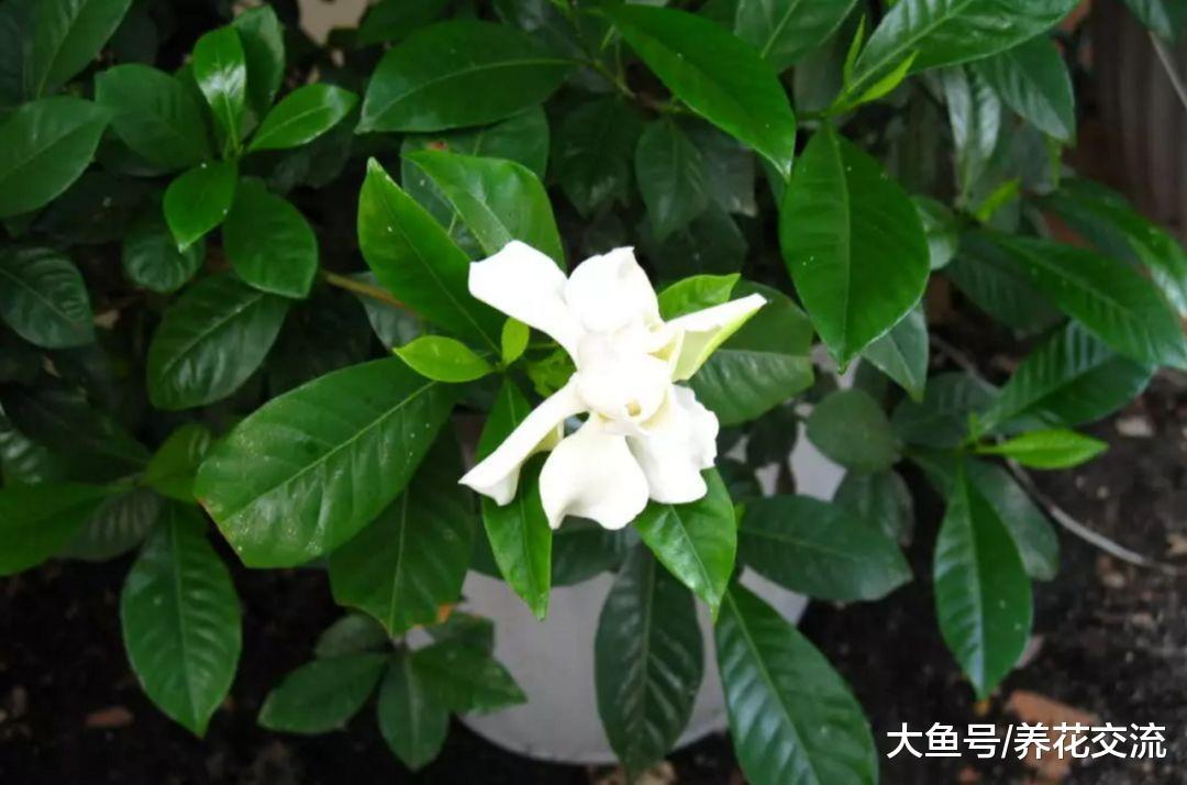 刚买没几天的栀子花为什么叶子开始发软, 盆栽养护有啥需要注意