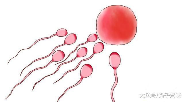 数亿的精子神秘之旅, 为何只有一个赢家?