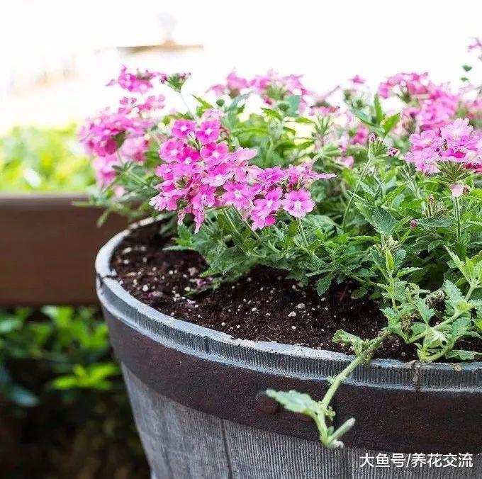 让开花植物整个夏季都有花朵观赏, 掌握这几个技巧就足够了