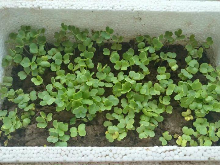 这6种盆栽菜, 冬天养一盆, 半个月就能吃一茬!