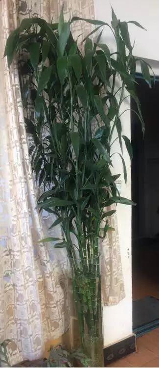 吴大妈水培“富贵竹”, 就用2种“过期药片”, 三年长到2米高