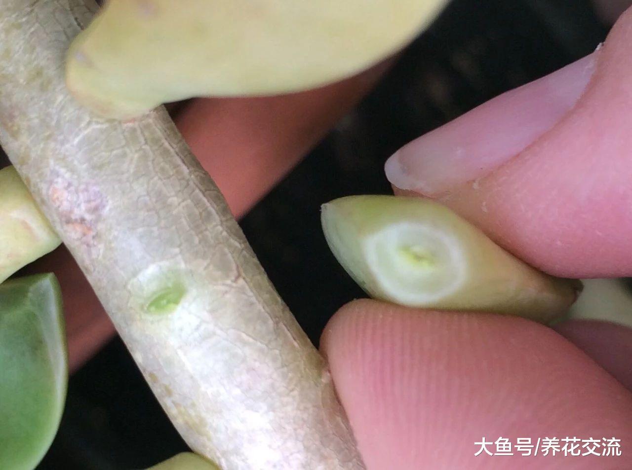这几个简单的步骤都可以轻松繁殖多肉植物, 你喜欢哪种?