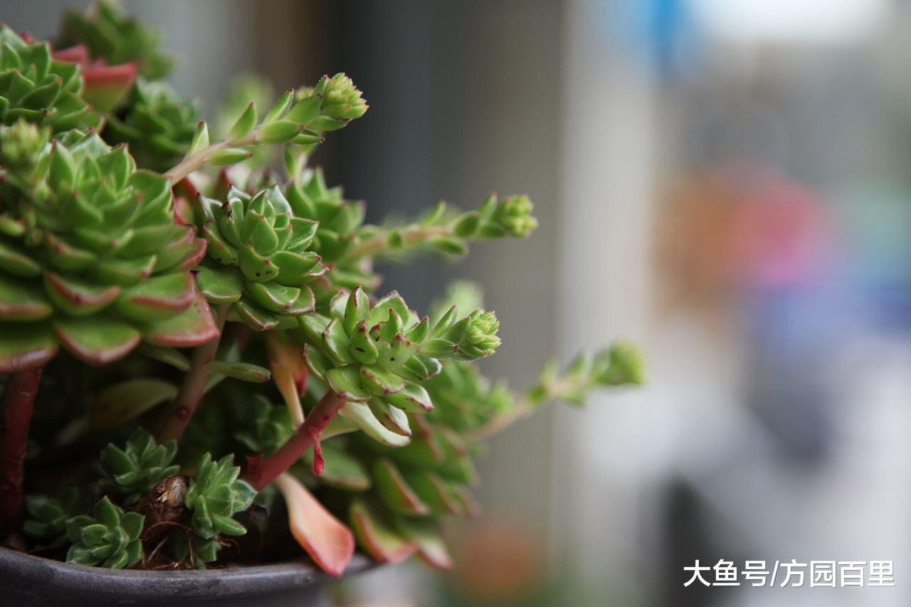 多肉植物室外养护还是室内养护?