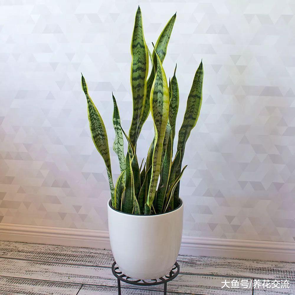 5种适合栽种在低光照环境下的室内植物