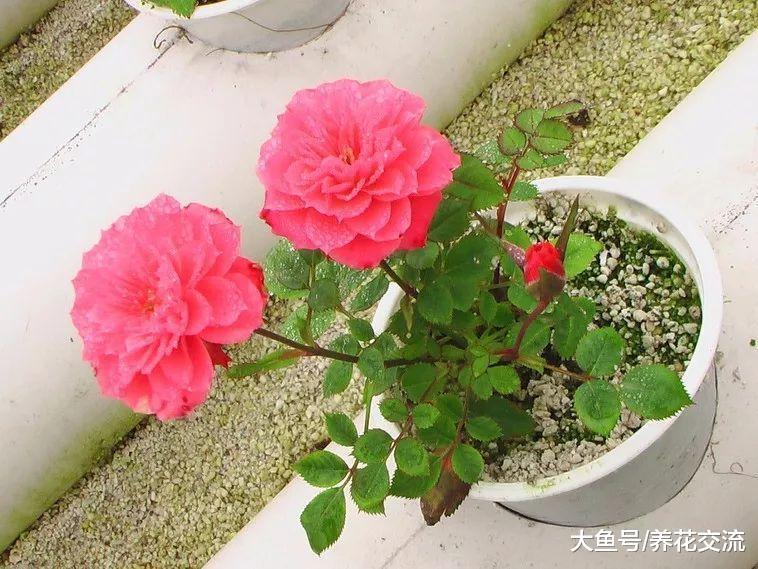 在阳台上养微型月季的小技巧, 为啥有人养的小玫瑰经常黄叶