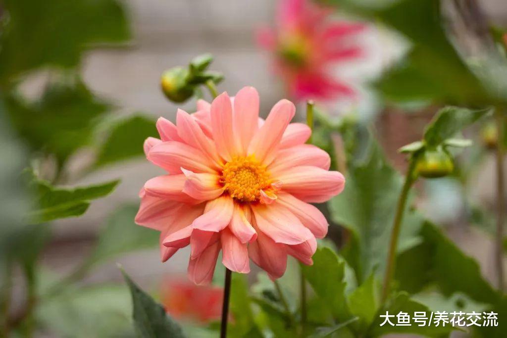 这种花如七彩的向日葵, 花朵和块茎都可以食用, 可以常年开花