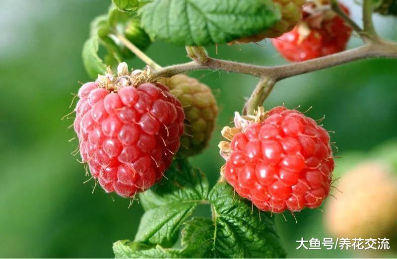 在花盆里种出不断结果的覆盆子, 不用害怕冬季寒冷的环境