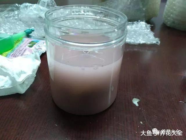 绿萝养不好? 那就换种方法, 长到花盆装不下!