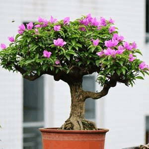 秋天就种这3种花, 不光好“养活”, 还能从春开到冬!