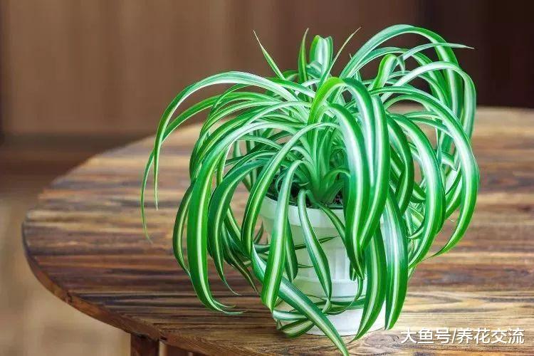 在家里很适合栽种这6种懒人植物, 都不用过多的打理