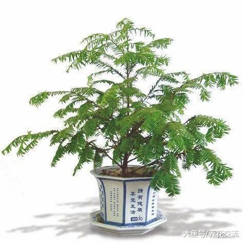 红豆杉养家里怎样才不容易黄叶, 你更喜欢哪个品种?